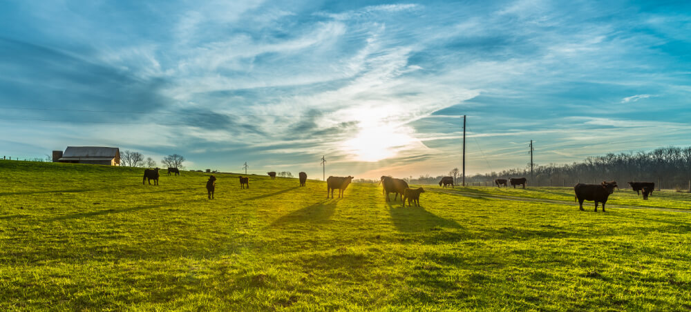 astrocast-iot-farming-livestock