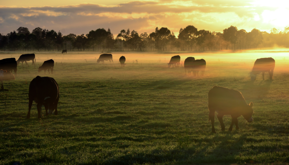 astrocast_agriculture_livestock-white-paper